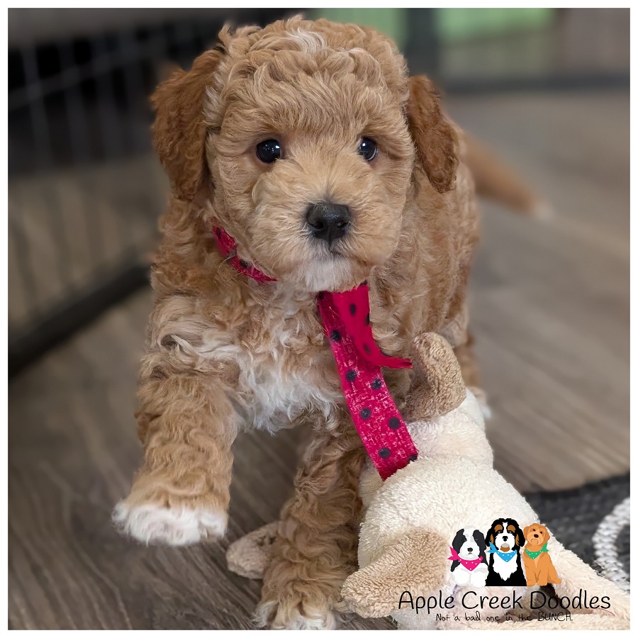 F1b Miniature Goldendoodles – Born May 15th….Ready July 11th.
