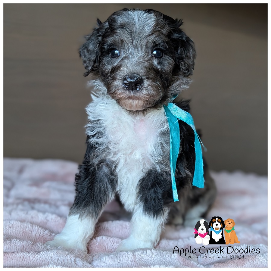 F1b Bernedoodle Puppies – Born May 24th, Ready July 25th.