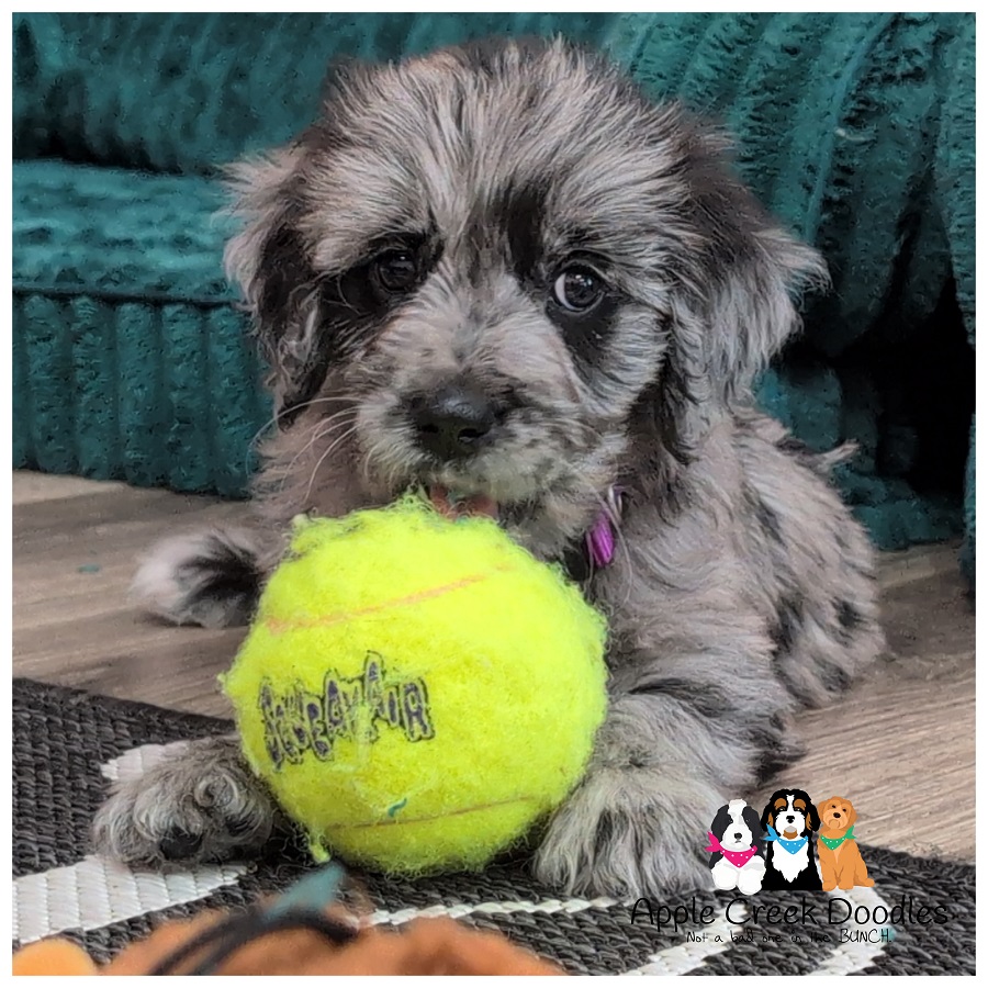 F1 English Goldendoodle Puppies – Ready to take home today.