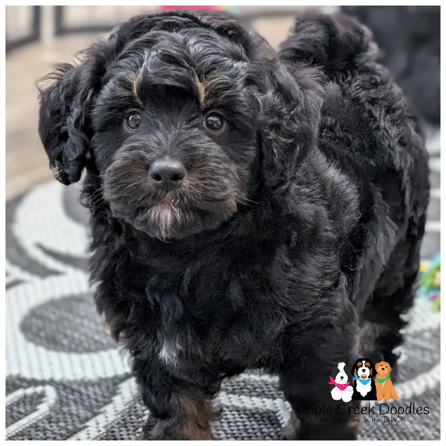 F1b Miniature Bernedoodle Puppies – Born 5/15 – Ready 7/11.