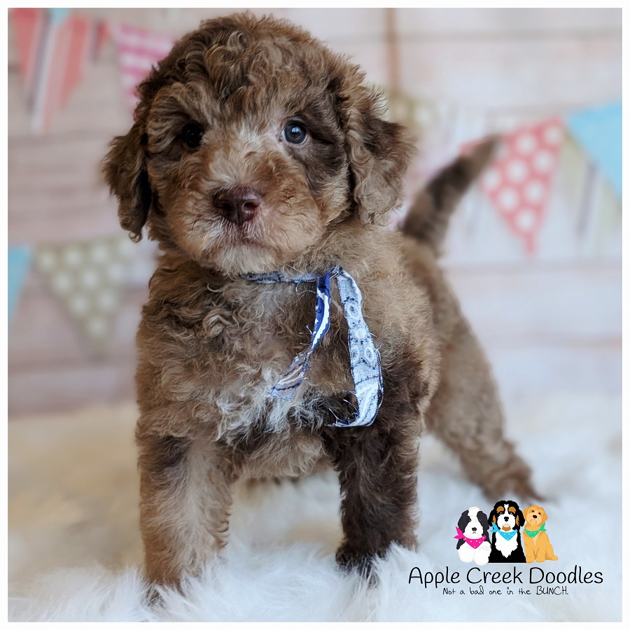 F1b Bernedoodle Puppies – Born May 24th, Ready July 25th.