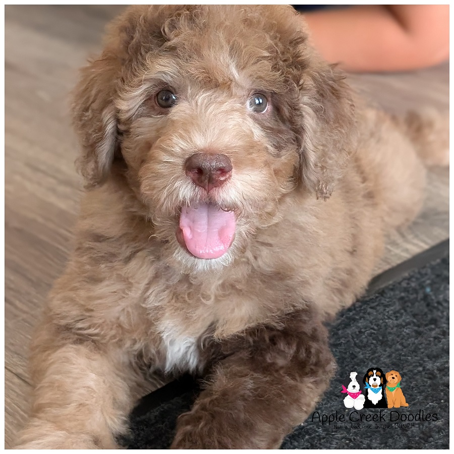 F1b Bernedoodle Puppies – Born May 24th, Ready July 25th.