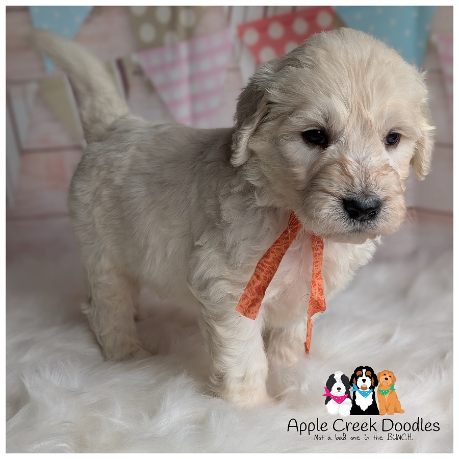 F1 English Goldendoodle Puppies – Ready 8/8/2026.