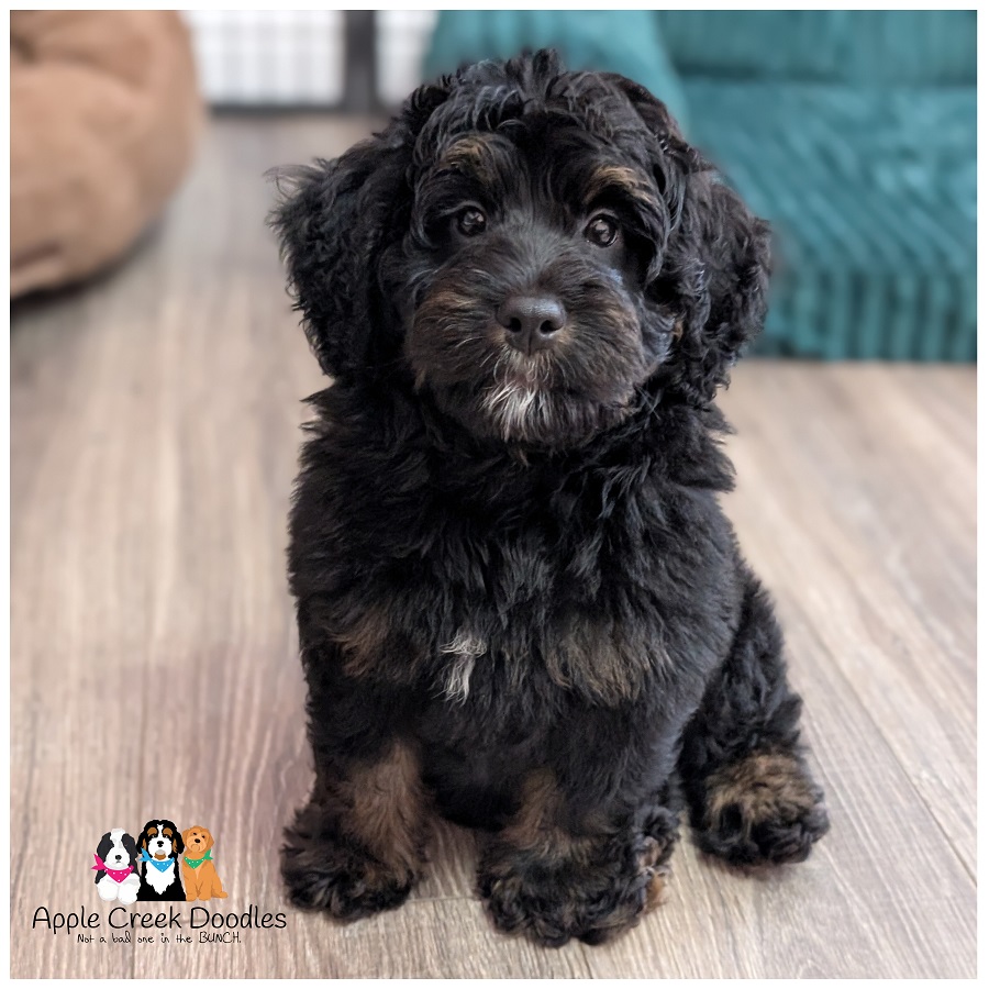 F1b Miniature Bernedoodle Puppies – Born 5/13 – Read to take home today.