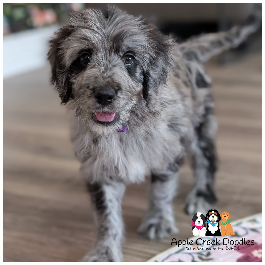 F1 English Goldendoodle Puppies – Ready to take home today.