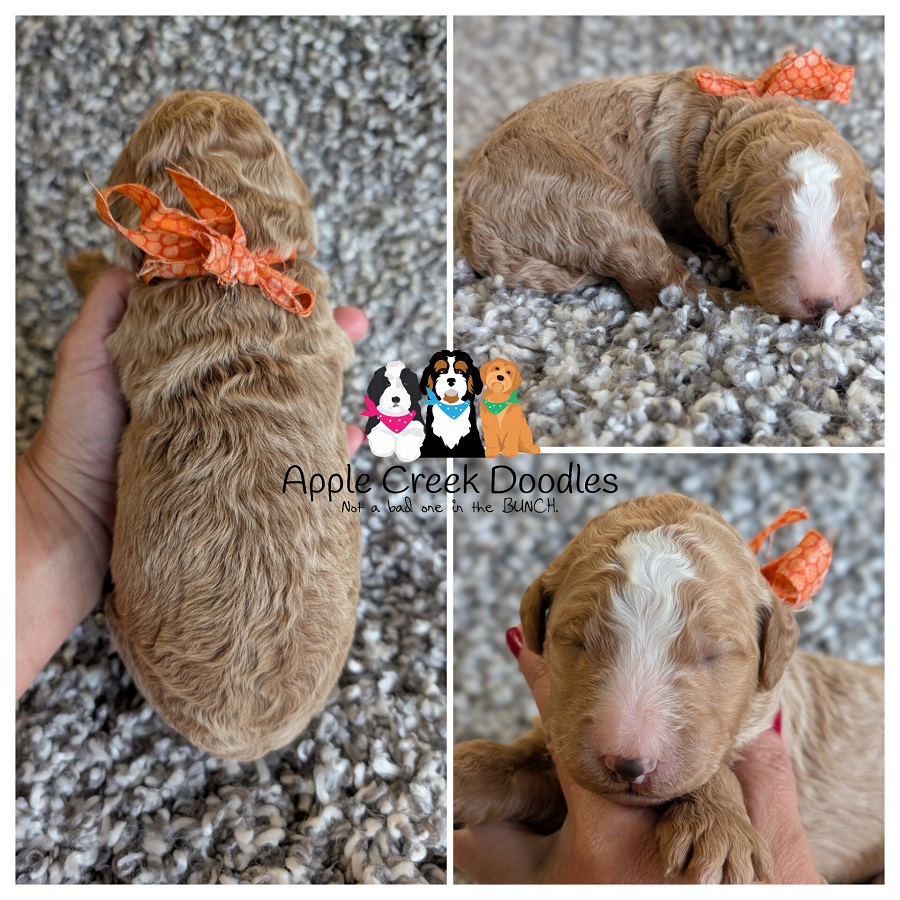 F1b Goldendoodle Puppies – Born July 16th, 2026 – Ready to take home September 12th, 2026.