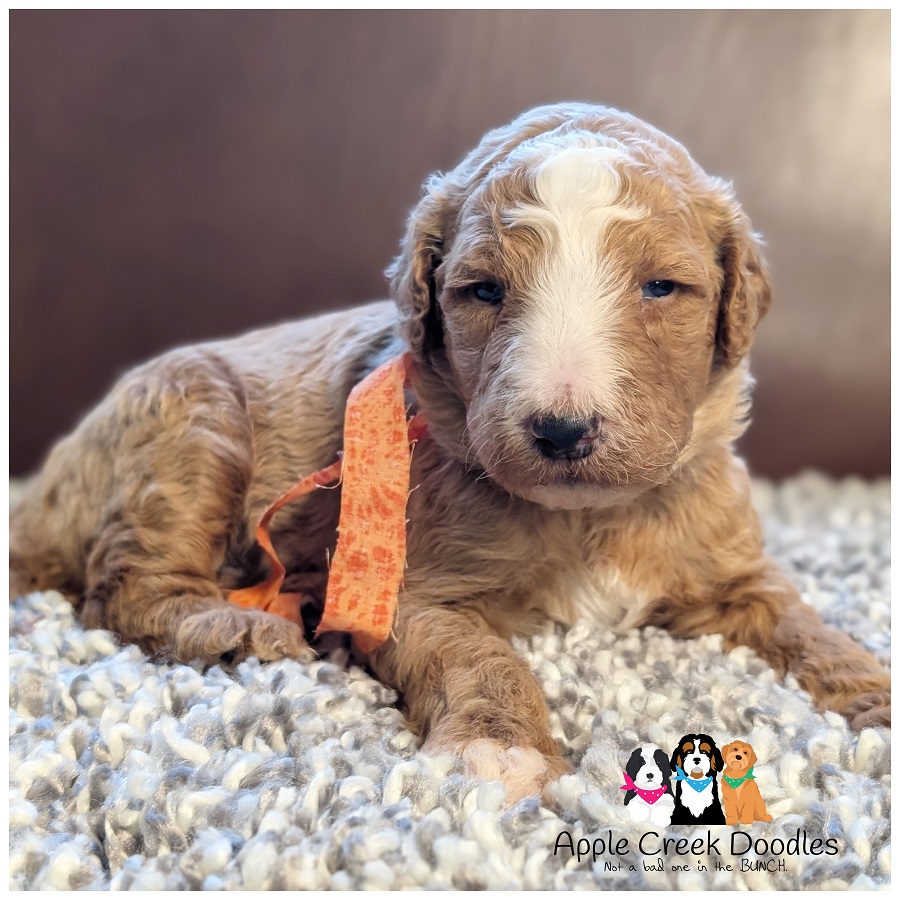 F1b Goldendoodle Puppies – Born July 16th, 2026 – Ready to take home September 12th, 2026.