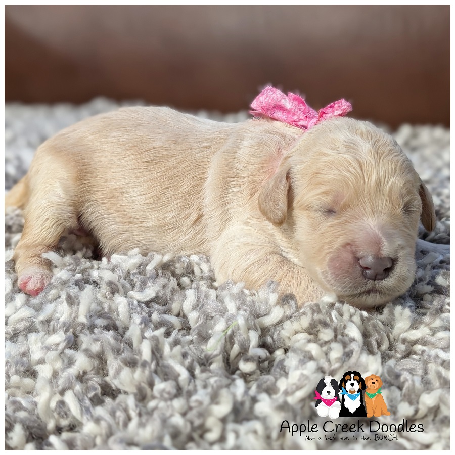 f1 english goldendoodle