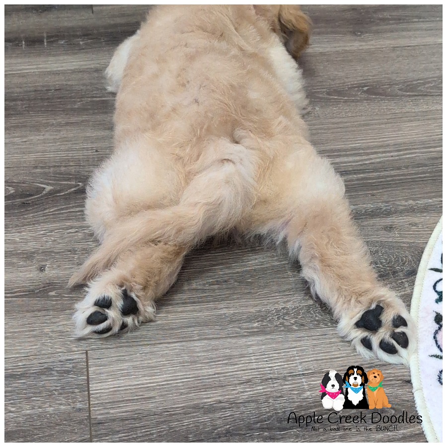 F1 English Goldendoodle Puppies