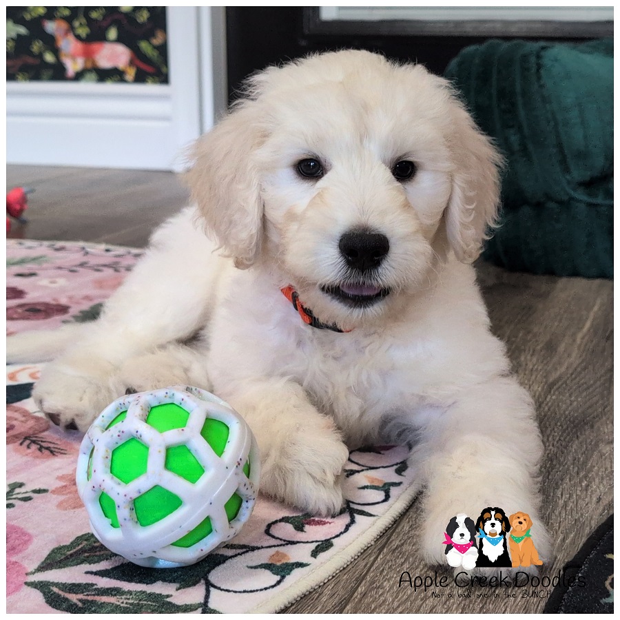 F1 English Goldendoodle Puppies