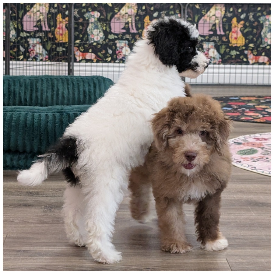F1b Bernedoodle Puppies