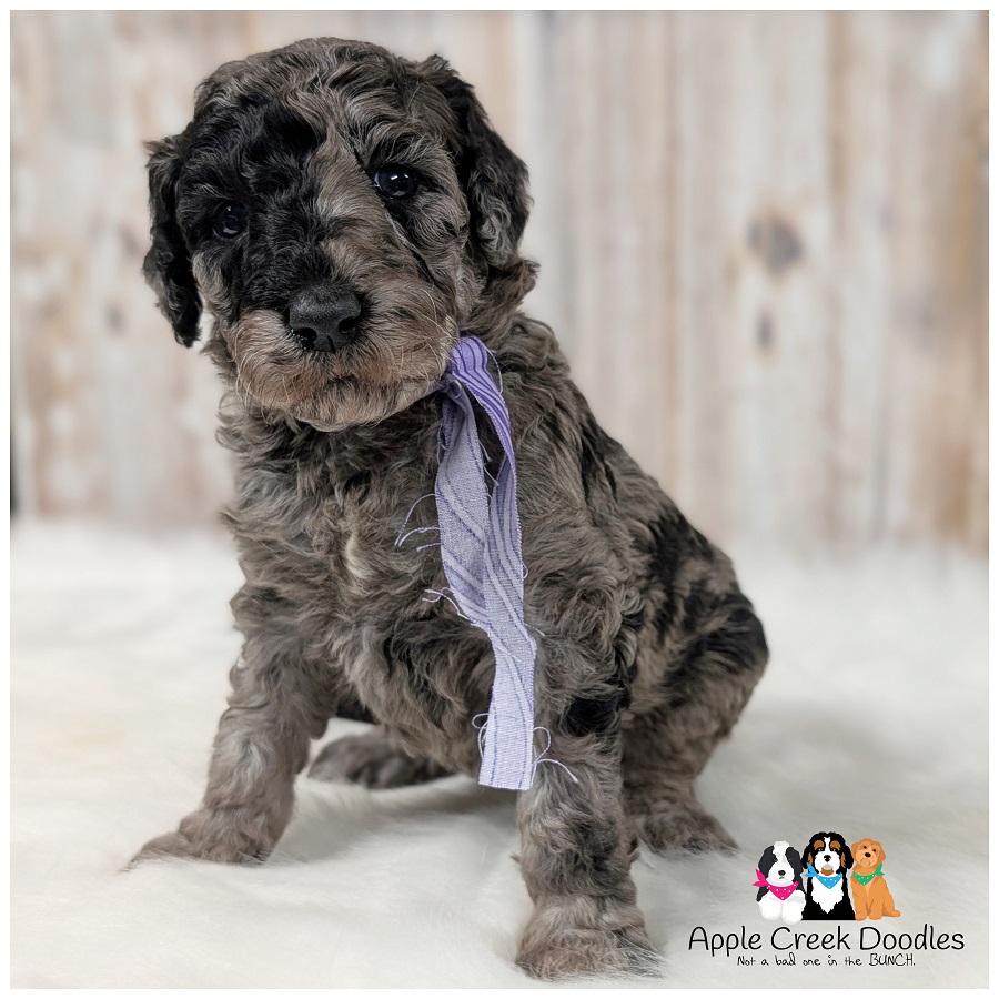 F1b Goldendoodle Puppies – Kay & Mr. Big