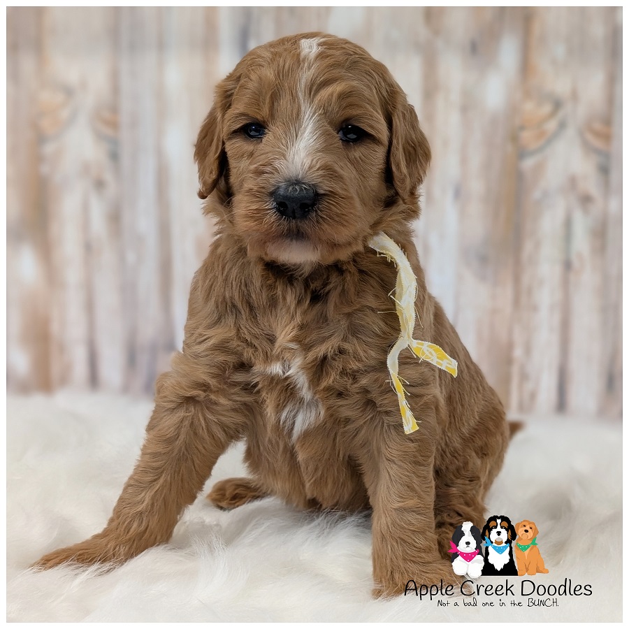 F1b Goldendoodle Puppies – Born July 16th, 2026 – Ready to take home September 12th, 2026.