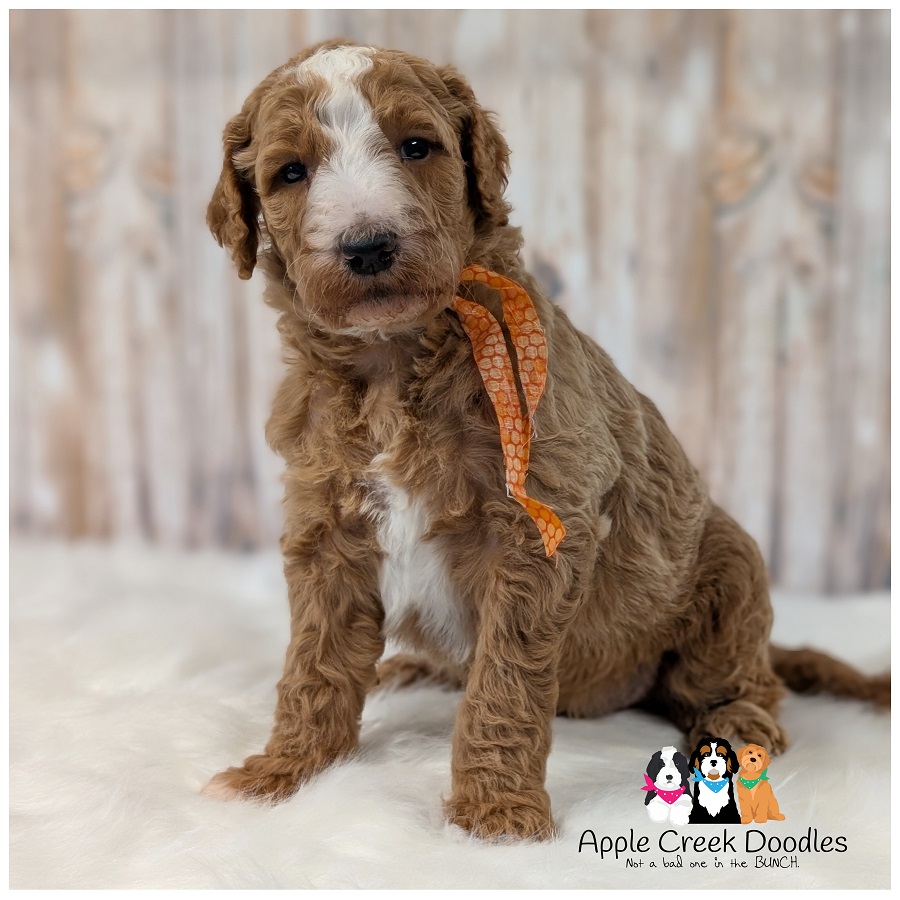 F1b Goldendoodle Puppies – Born July 16th, 2026 – Ready to take home September 12th, 2026.