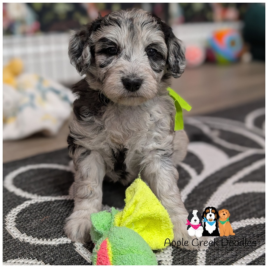 F1b Goldendoodle Puppies – Kay & Mr. Big