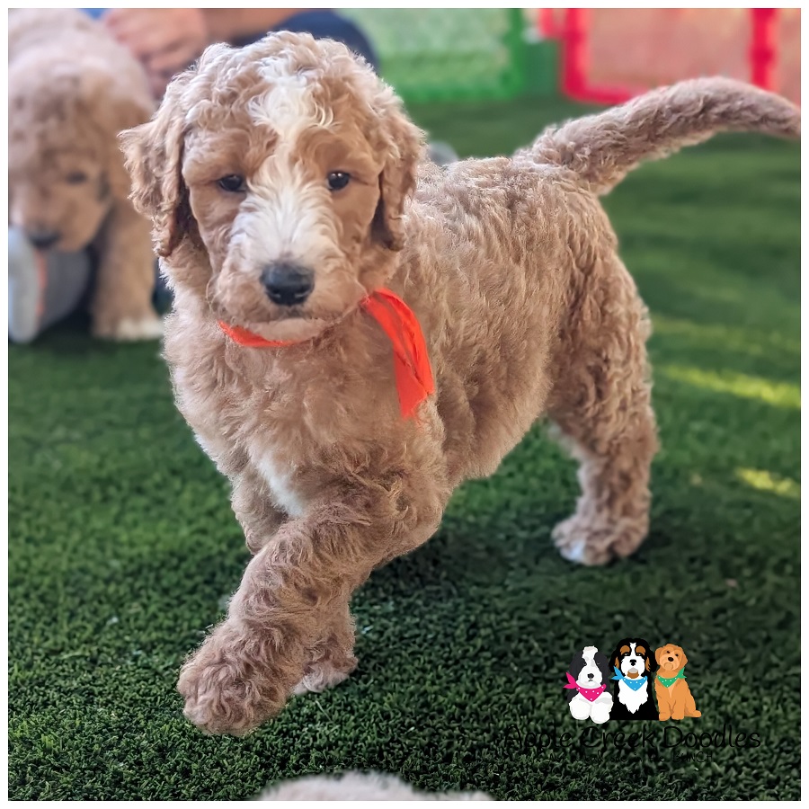 F1b Goldendoodle Puppies – Born July 16th, 2026 – Ready to take home September 12th, 2026.