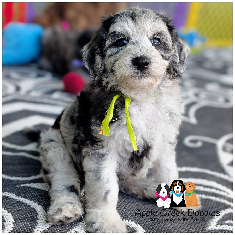 F1b Goldendoodle Puppies – Kay & Mr. Big