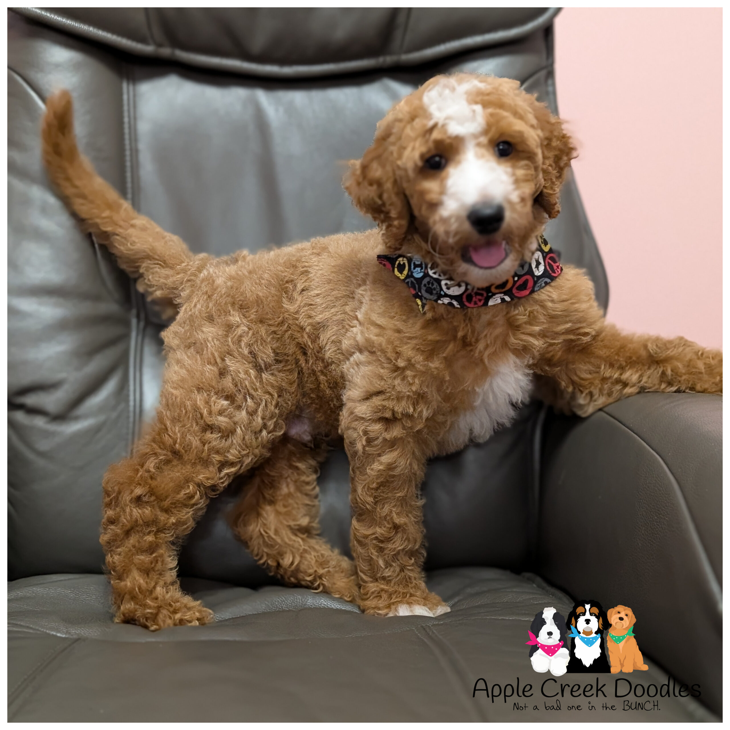 F1b Goldendoodle Puppies – Born July 16th, 2026 – Ready to take home today.
