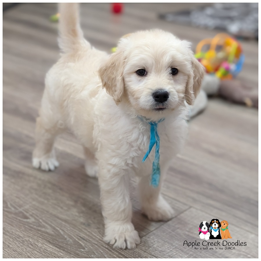 F1 English Goldendoodle Puppies – Born July 28th, 2026….Ready September 26th, 2026.