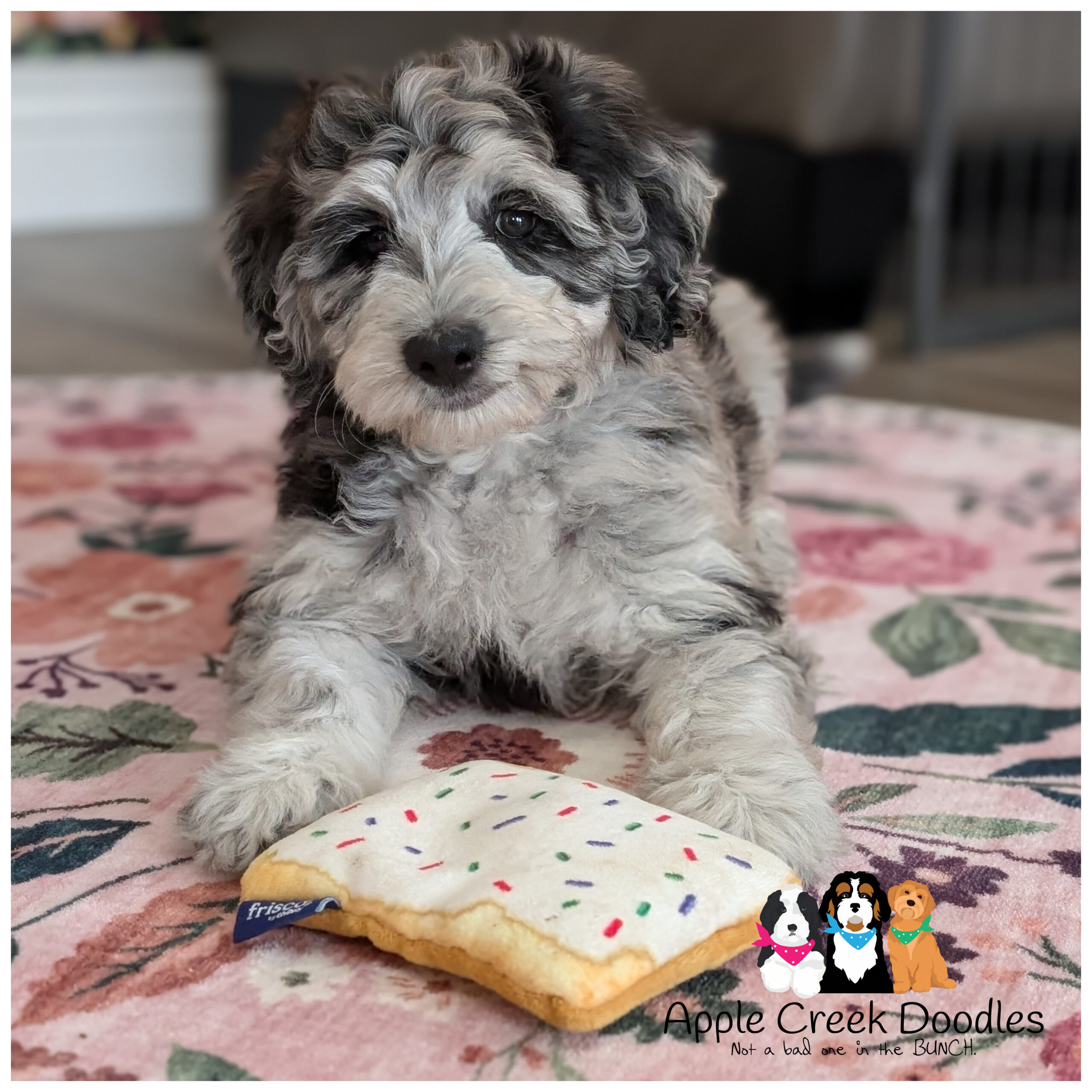 F1b Goldendoodle Puppies – Kay & Mr. Big