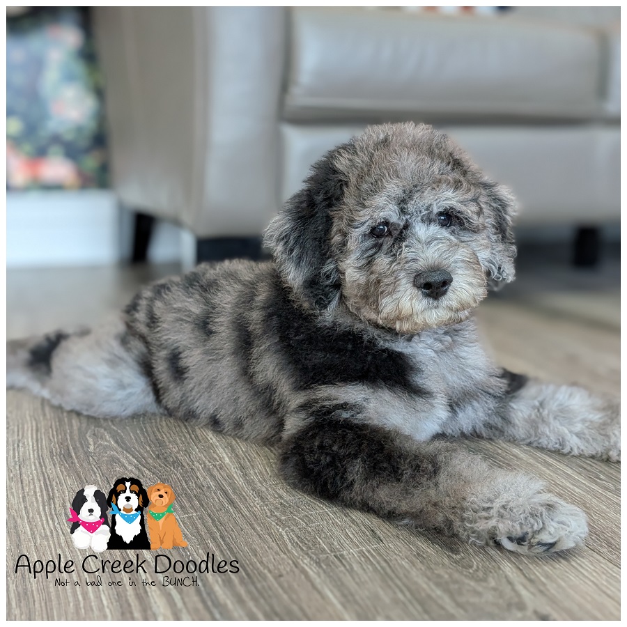 F1b Goldendoodle Puppies – Kay & Mr. Big