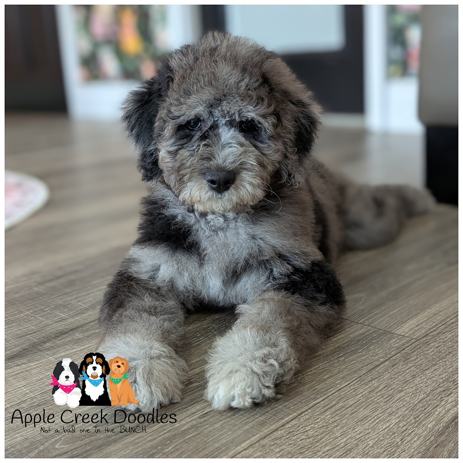 F1b Goldendoodle Puppies – Kay & Mr. Big
