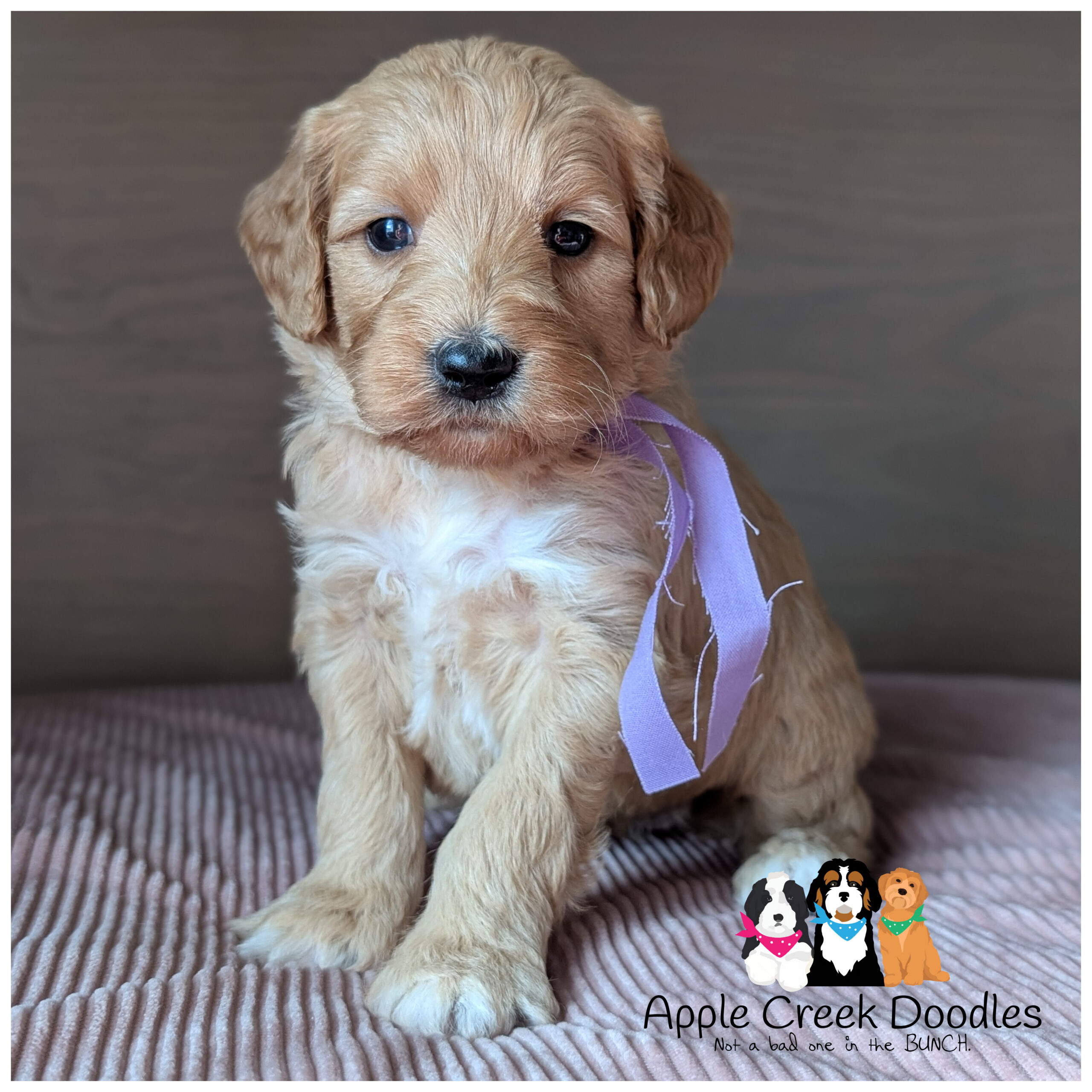 Tweed and Rummy’s Multigen Goldendoodle Puppies. BORN 9/10/2026.