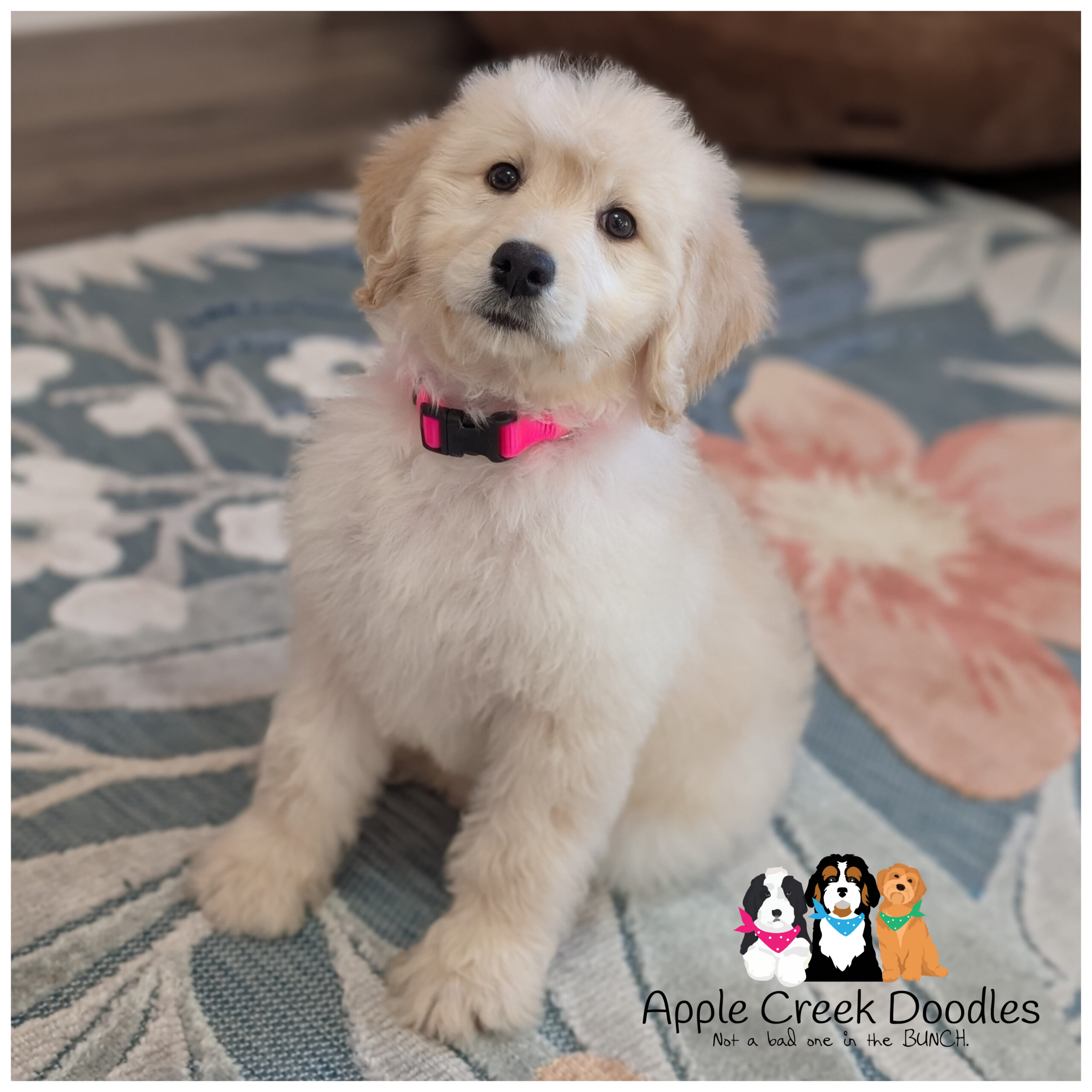 F1 English Goldendoodle Puppies – Born July 28th, 2026
