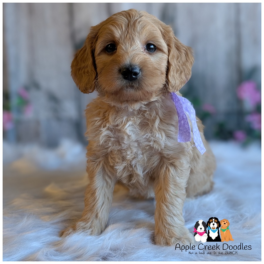 Tweed and Rummy’s Multigen Goldendoodle Puppies. BORN 9/10/2026.