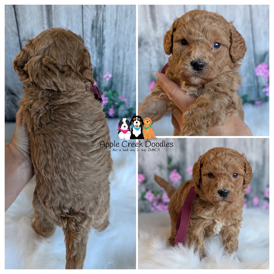 F1b Petite Goldendoodles – Ready 11/28/26.